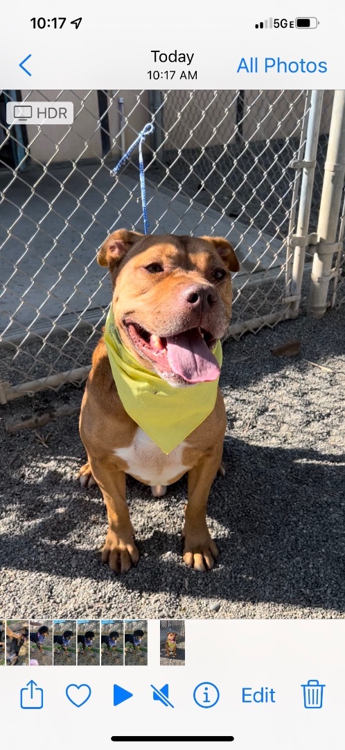 WHISKEY , a Adoptable Pit Bull Terrier image 2/4