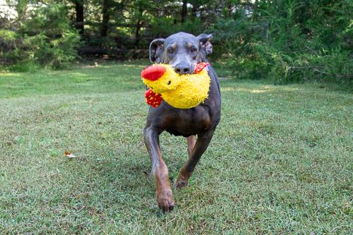 GLINDA, Adoptable, Senior Female Doberman Pinscher.