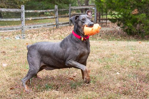 Enlarge GLINDA, a Adoptable Doberman Pinscher in Greensboro, NC image 2/6