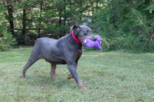 Enlarge GLINDA, a Adoptable Doberman Pinscher in Greensboro, NC image 3/6