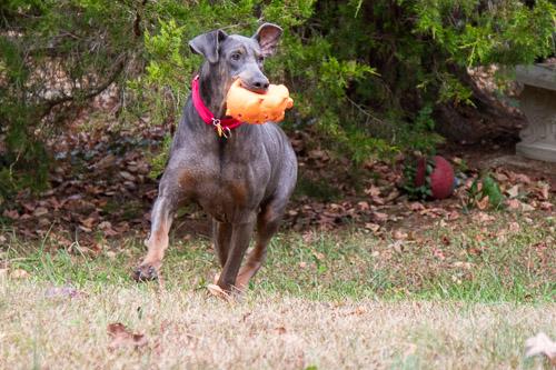 Enlarge GLINDA, a Adoptable Doberman Pinscher in Greensboro, NC image 5/6