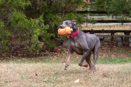Enlarge GLINDA, a Adoptable Doberman Pinscher in Greensboro, NC image 6/6