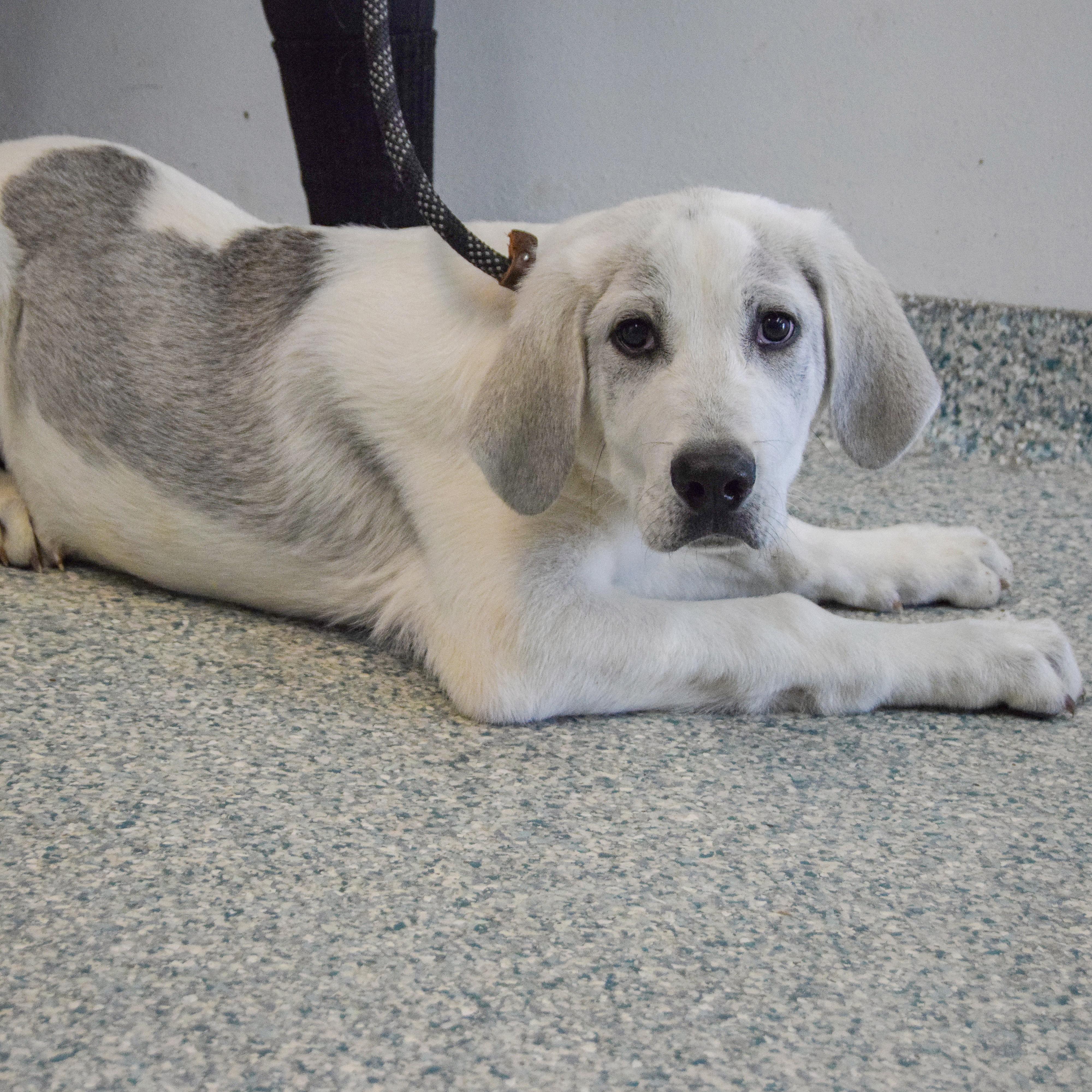 Drake, an adopted mixed breed in Huntley, IL image 4/5
