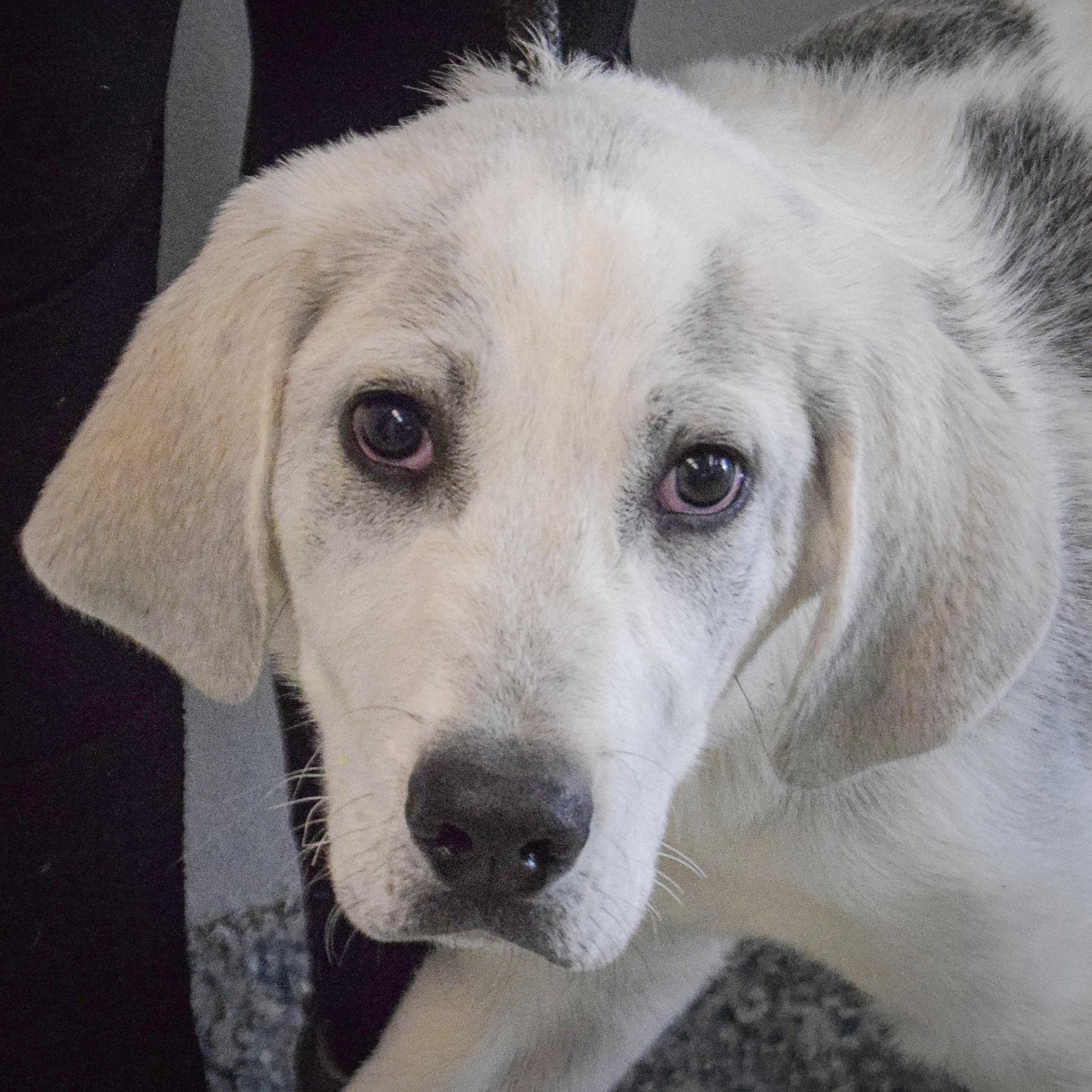 Drake, an adopted mixed breed in Huntley, IL image 5/5