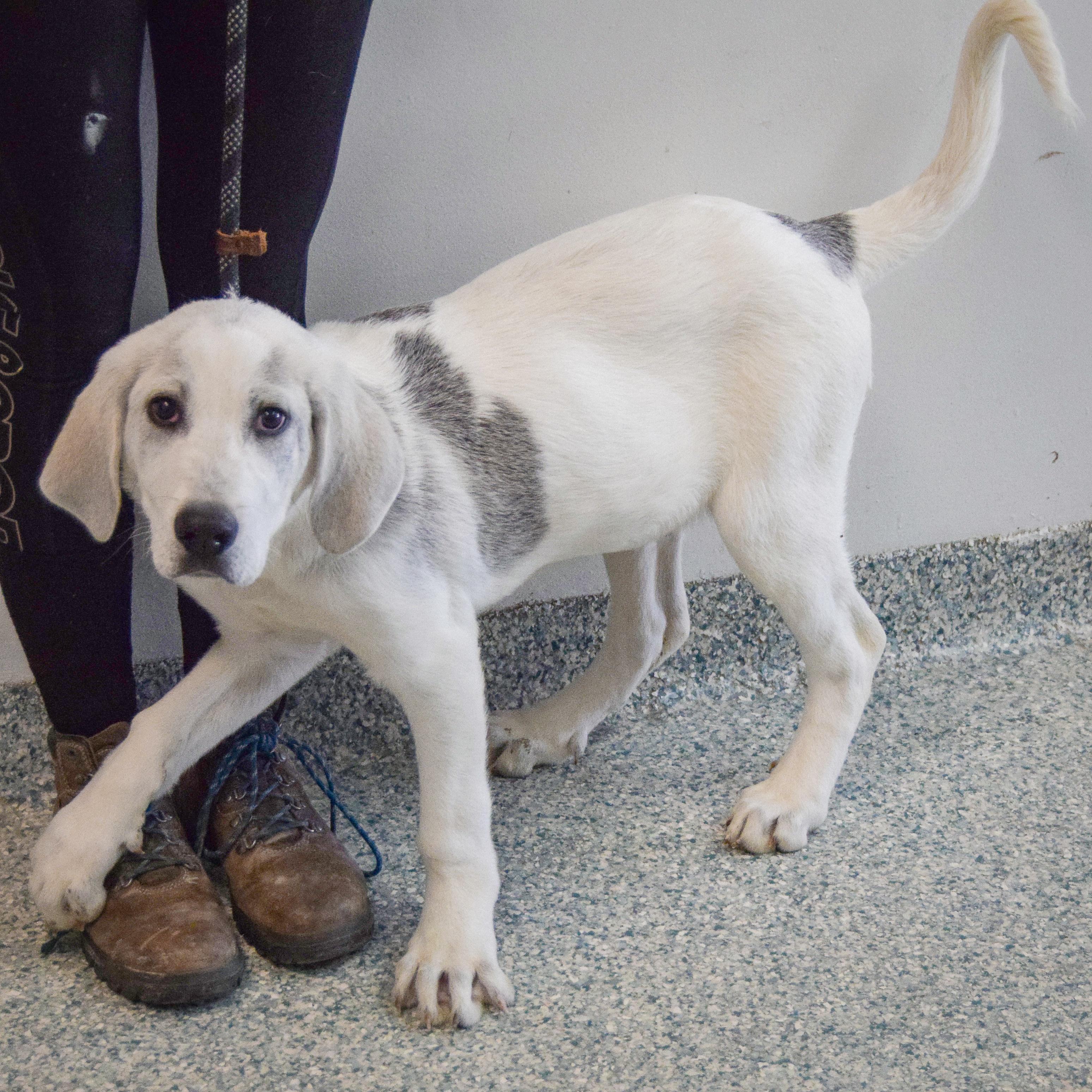 Drake, an adopted mixed breed in Huntley, IL image 2/5