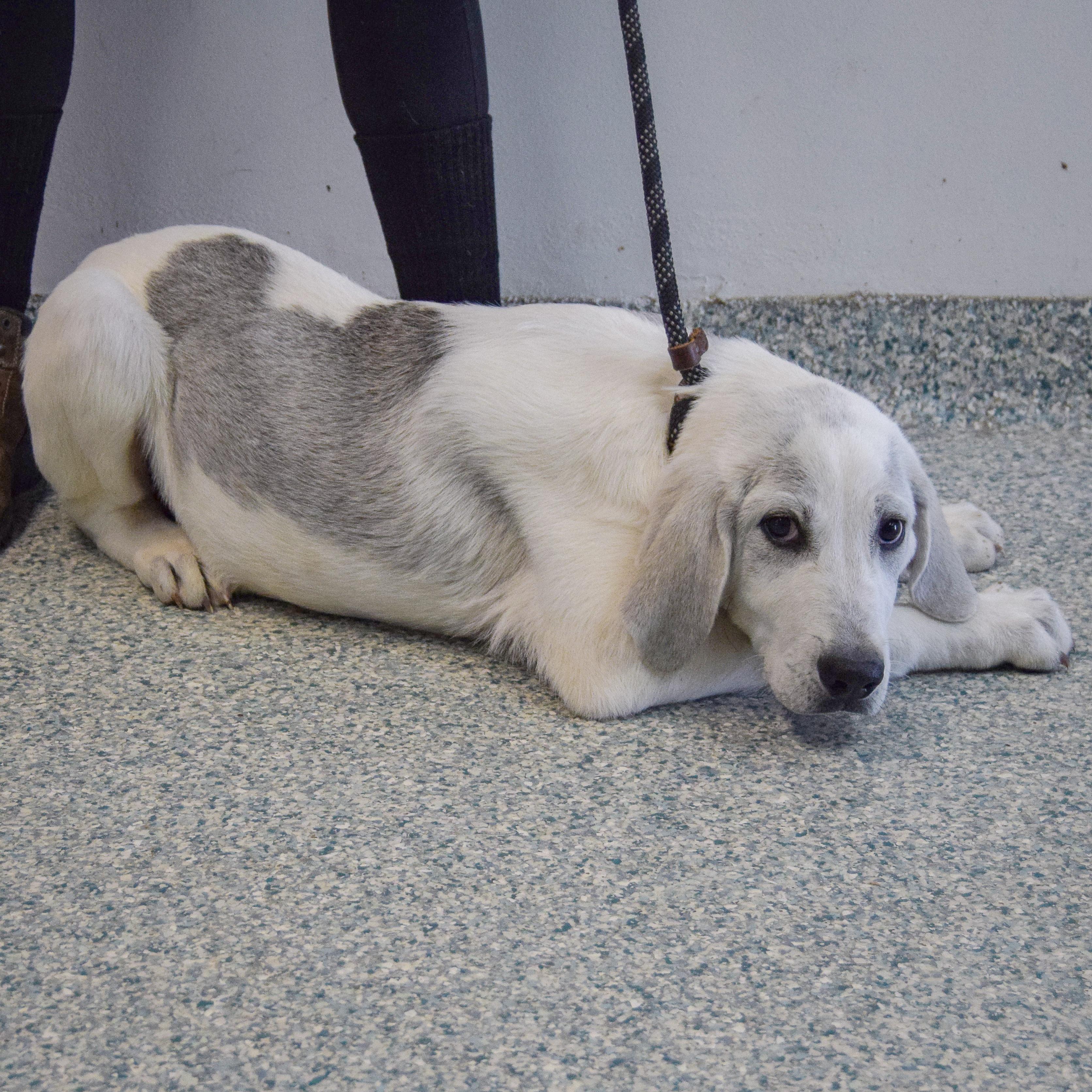 Drake, an adopted mixed breed in Huntley, IL image 3/5