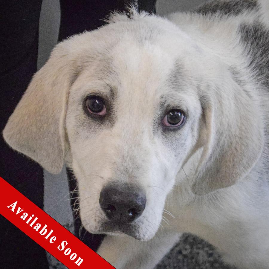 Drake, an adopted mixed breed in Huntley, IL image 1/5