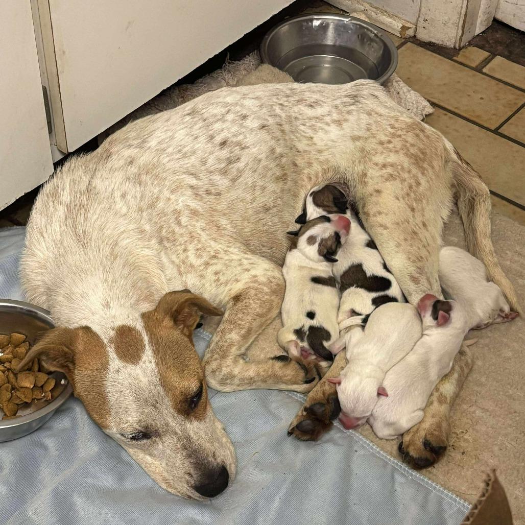 Big Boy, Adoptable, Puppy Male Cattle Dog.
