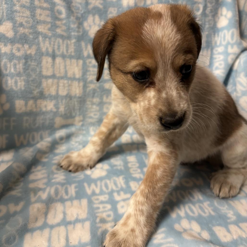 Enlarge Big Boy, a Adoptable mixed breed in Phoenix, MD image 2/3