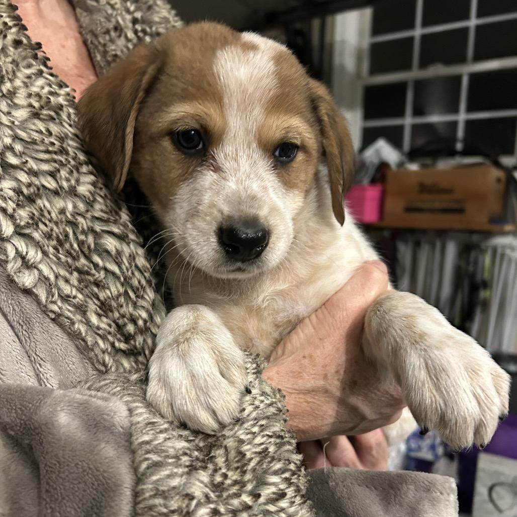 Enlarge Big Boy, a Adoptable mixed breed in Phoenix, MD image 3/3