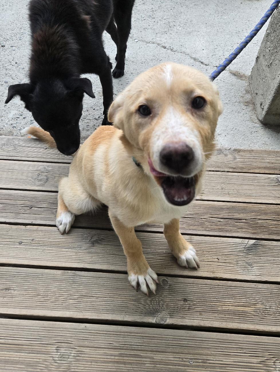 TEDDY, a ADOPTABLE mixed breed in Duluth, GA image 1/5