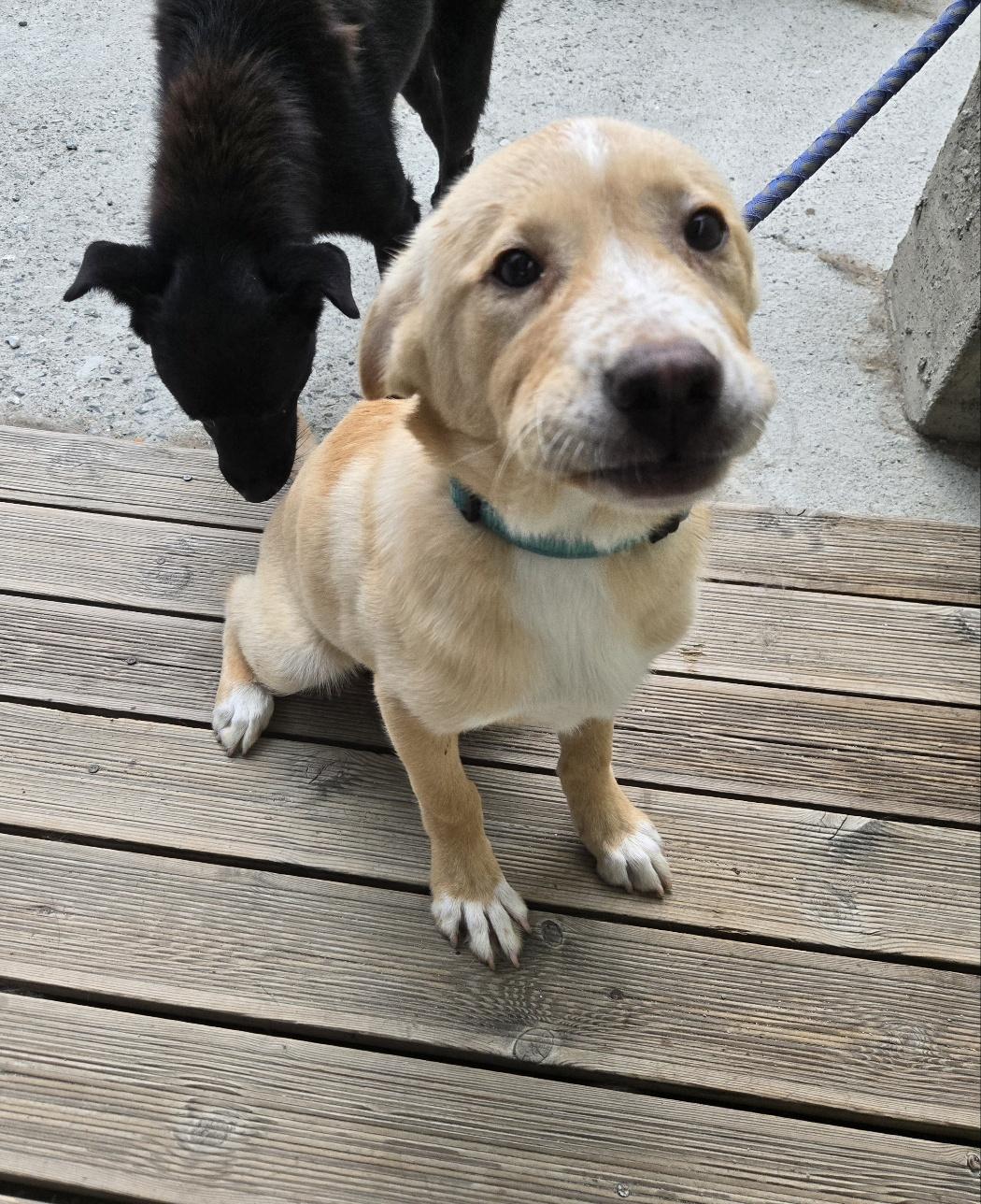 TEDDY, a ADOPTABLE mixed breed in Duluth, GA image 2/5