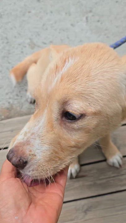 Enlarge TEDDY, a ADOPTABLE mixed breed in Duluth, GA video 4/5