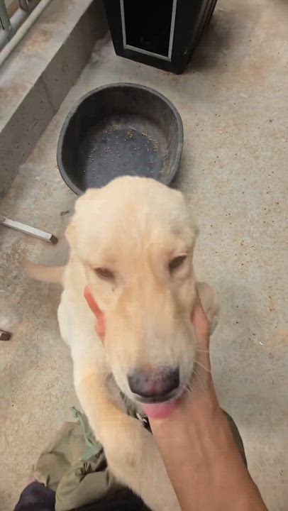 Enlarge TEDDY, a ADOPTABLE mixed breed in Duluth, GA video 5/5