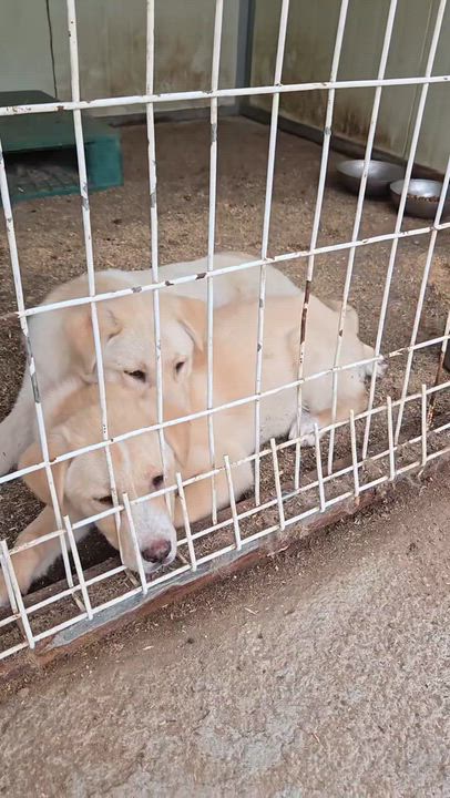 Enlarge TEDDY, a ADOPTABLE mixed breed in Duluth, GA video 3/5