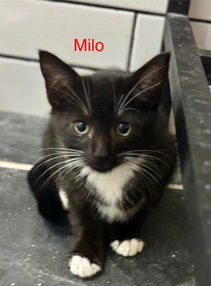 Enlarge Milo, a Adoptable Domestic Medium Hair in Fern Park, FL image 1/1