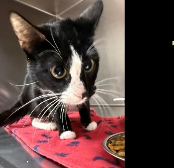 Enlarge FITSY, a Adoptable Domestic Short Hair in Ogden, UT image 1/1