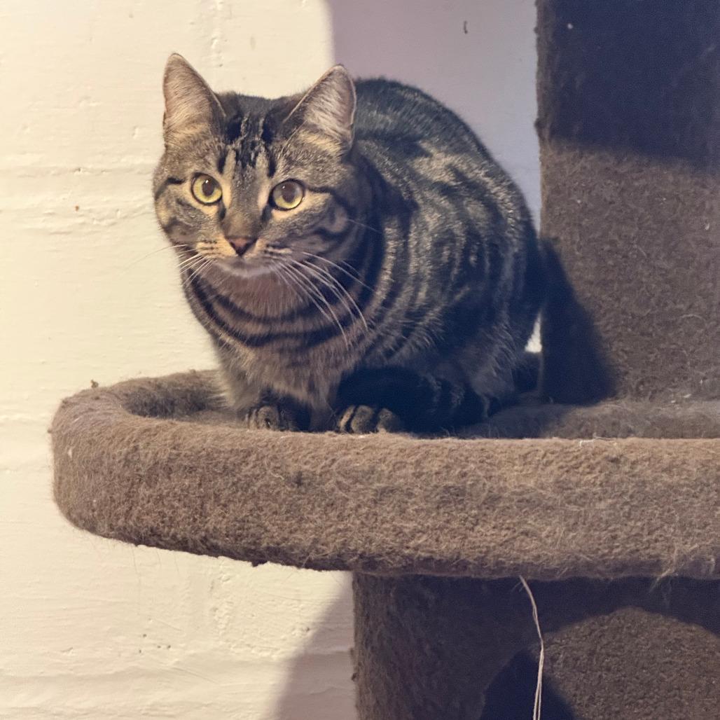 Binnie, Adoptable, Adult Female Domestic Short Hair.