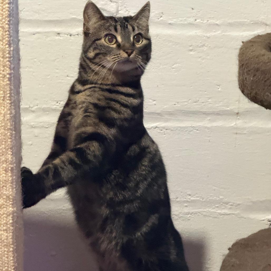 Binnie, Adoptable, Adult Female Domestic Short Hair.