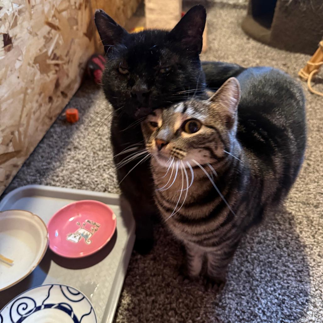 Binnie, a Adoptable Domestic Short Hair in Saint Paul, MN image 2/6