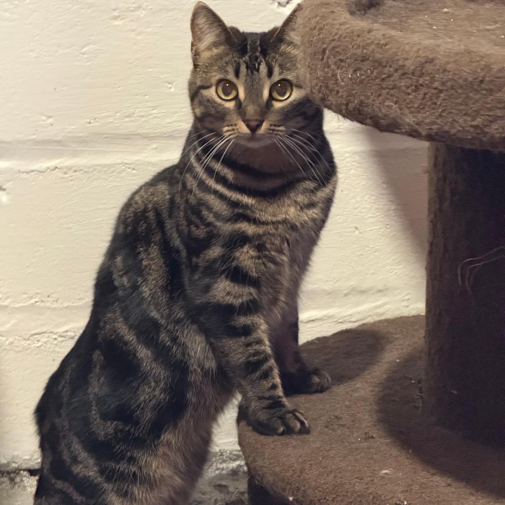 Binnie, a Adoptable Domestic Short Hair in Saint Paul, MN image 3/6