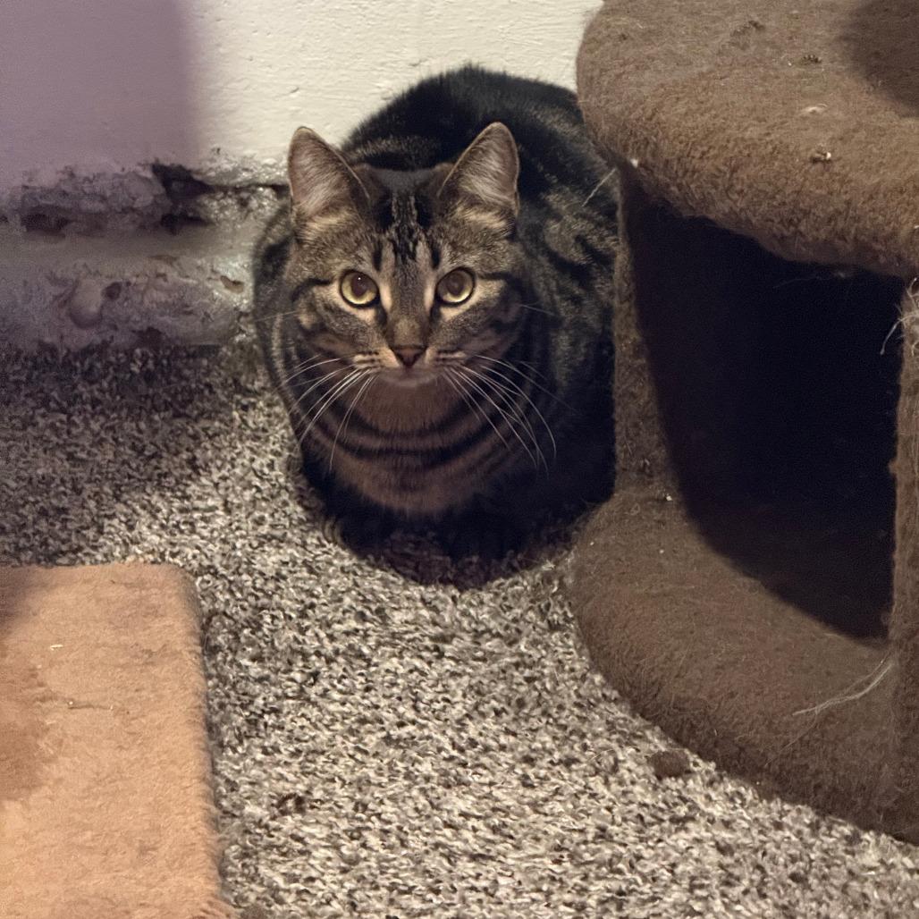 Enlarge Binnie, a Adoptable Domestic Short Hair in Inver Grove Heights, MN image 3/6