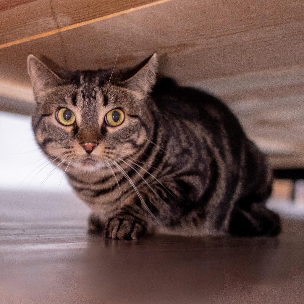 Binnie, a Adoptable Domestic Short Hair in Inver Grove Heights, MN image 4/6