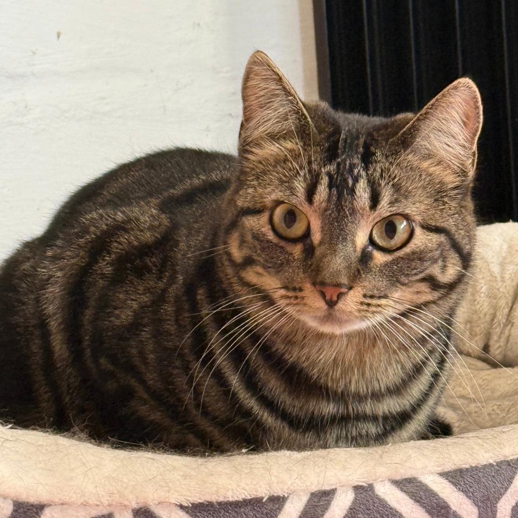 Binnie, a Adoptable Domestic Short Hair in Saint Paul, MN image 5/6