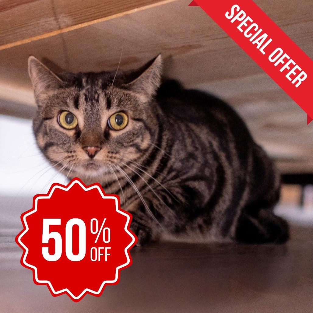 Enlarge Binnie, a Adoptable Domestic Short Hair in Inver Grove Heights, MN image 4/6