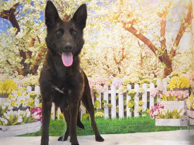 Enlarge DUTCHESS, a Adoptable mixed breed in Oroville, CA image 1/1