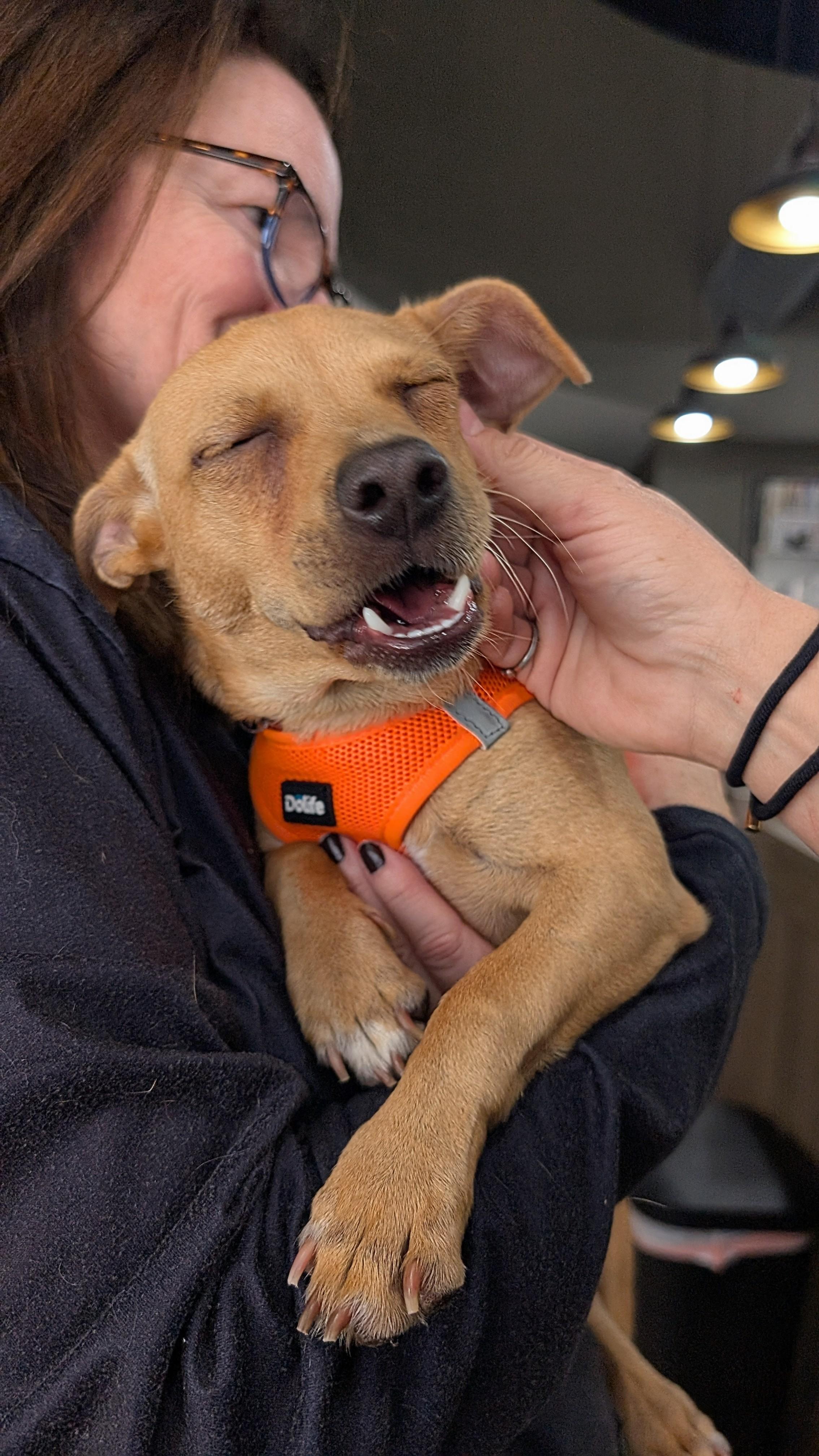 Andrew Pawfield, a Adoptable mixed breed in Thousand Oaks, CA image 2/6