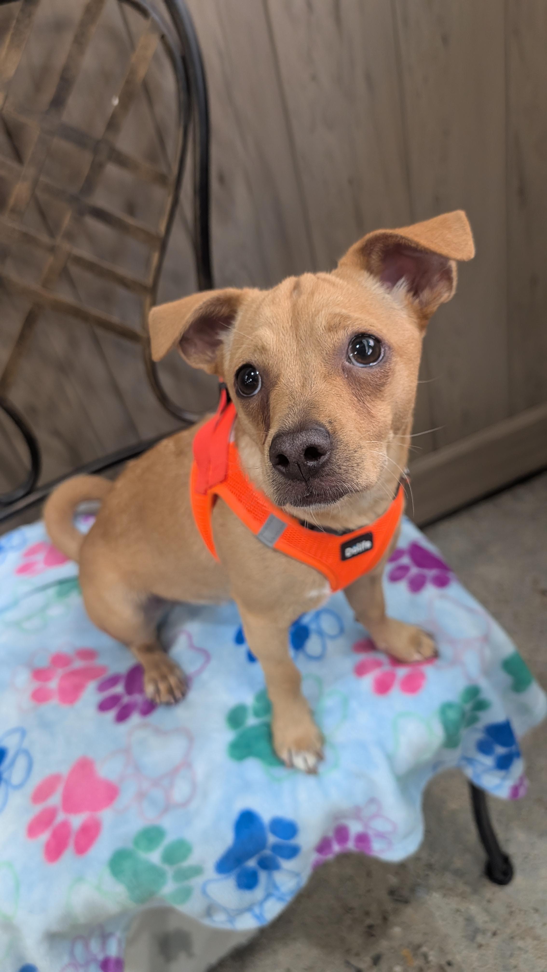 Andrew Pawfield, a Adoptable mixed breed in Thousand Oaks, CA image 1/6