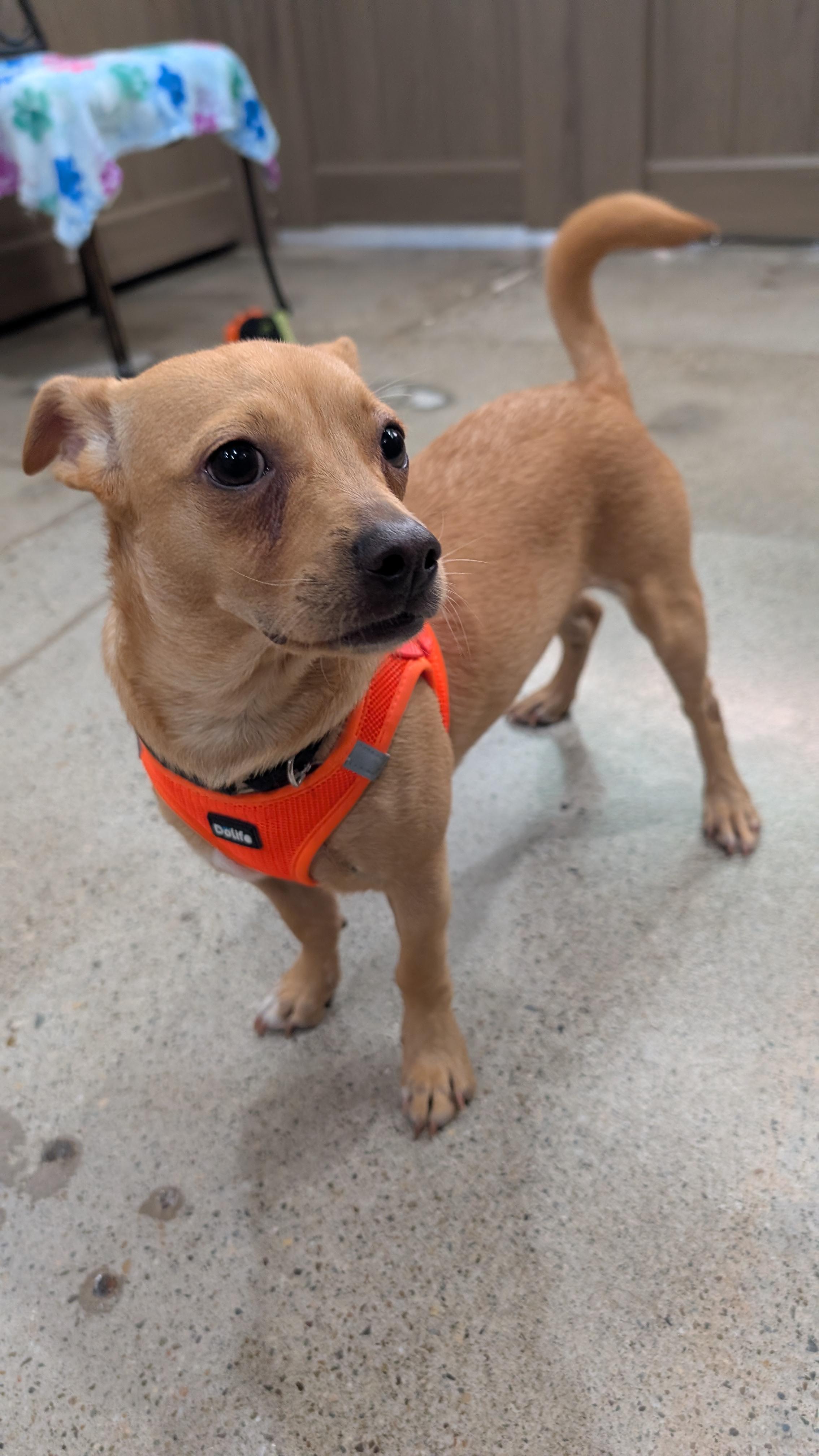 Andrew Pawfield, a Adoptable mixed breed in Thousand Oaks, CA image 4/6