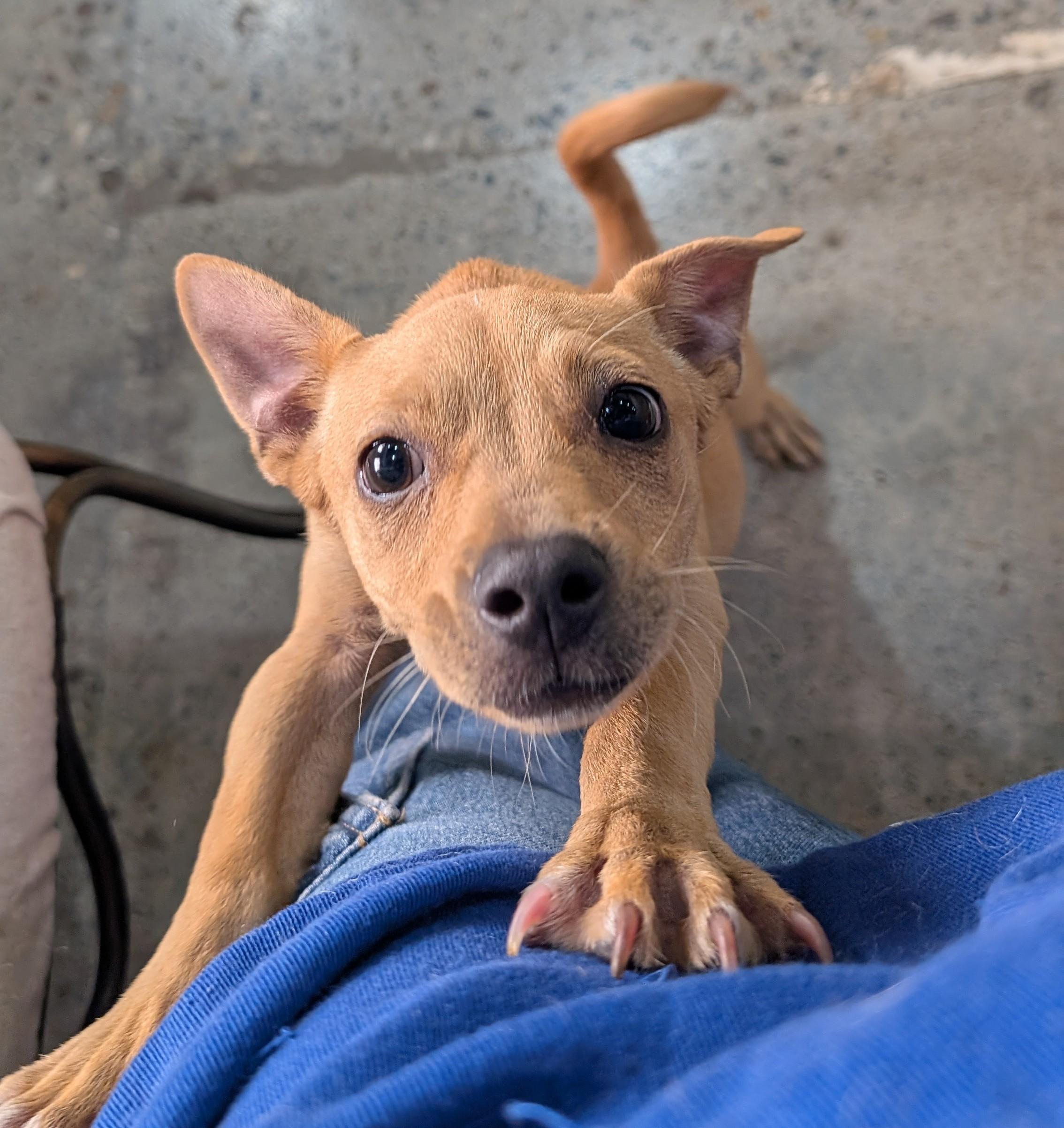 Andrew Pawfield, a Adoptable mixed breed in Thousand Oaks, CA image 5/6