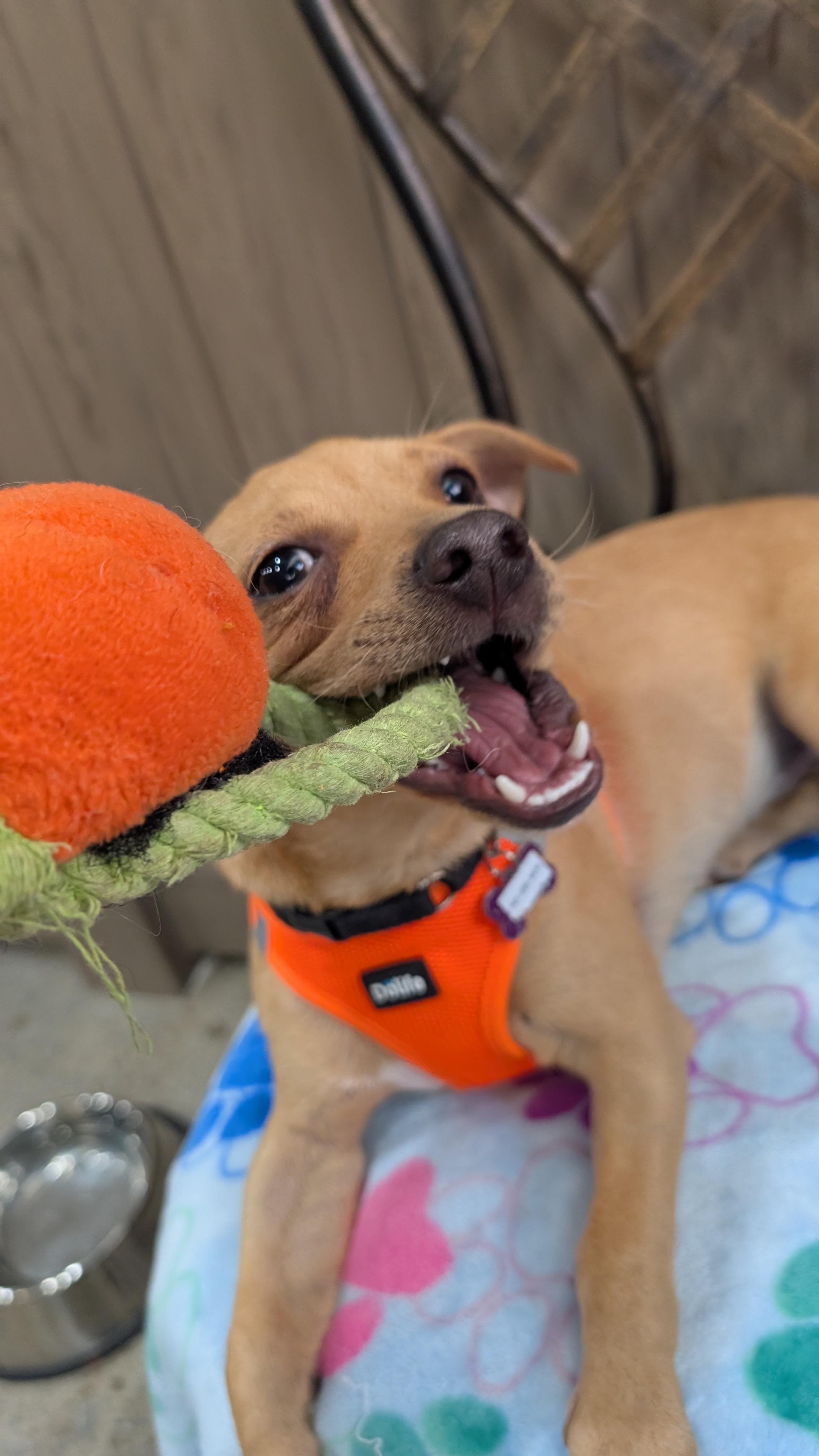 Andrew Pawfield, a Adoptable mixed breed in Thousand Oaks, CA image 3/6