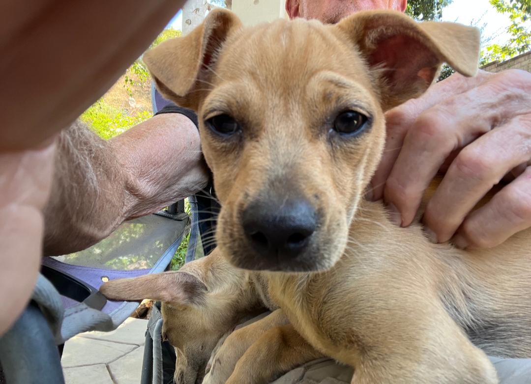 Andrew Pawfield, a Adoptable mixed breed in Thousand Oaks, CA image 6/6