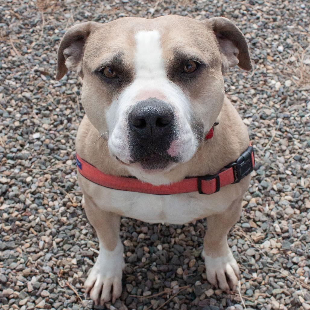 SAMMY, a Adoptable American Bulldog in Pagosa Springs, CO image 1/3