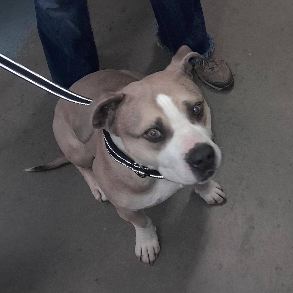 Enlarge SAMMY, a Adoptable American Bulldog in Pagosa Springs, CO image 2/3