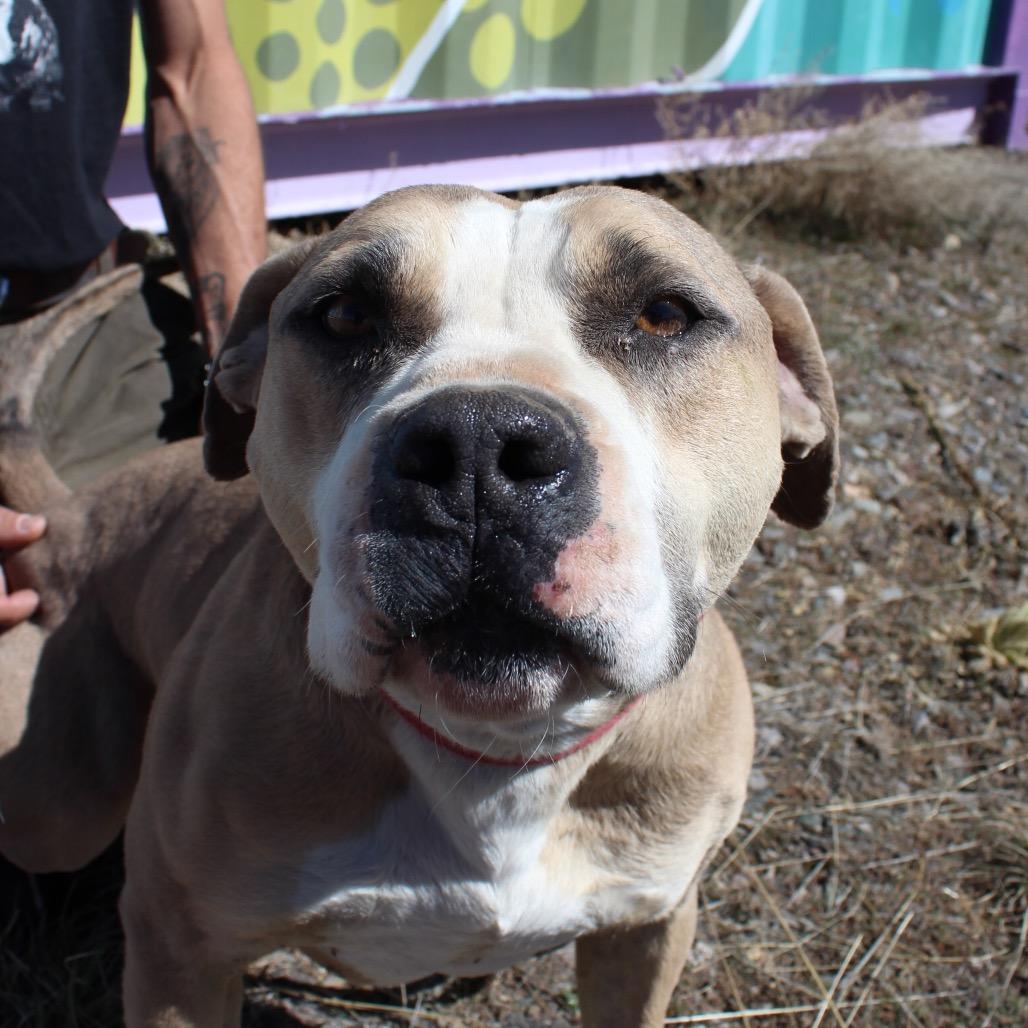 Enlarge SAMMY, a Adoptable American Bulldog in Pagosa Springs, CO image 3/5