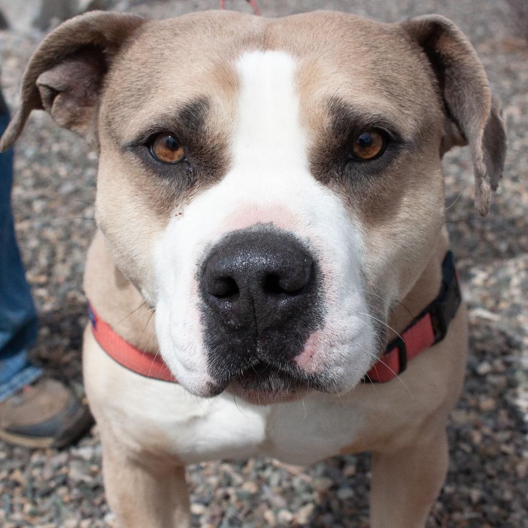 Enlarge SAMMY, a Adoptable American Bulldog in Pagosa Springs, CO image 3/3