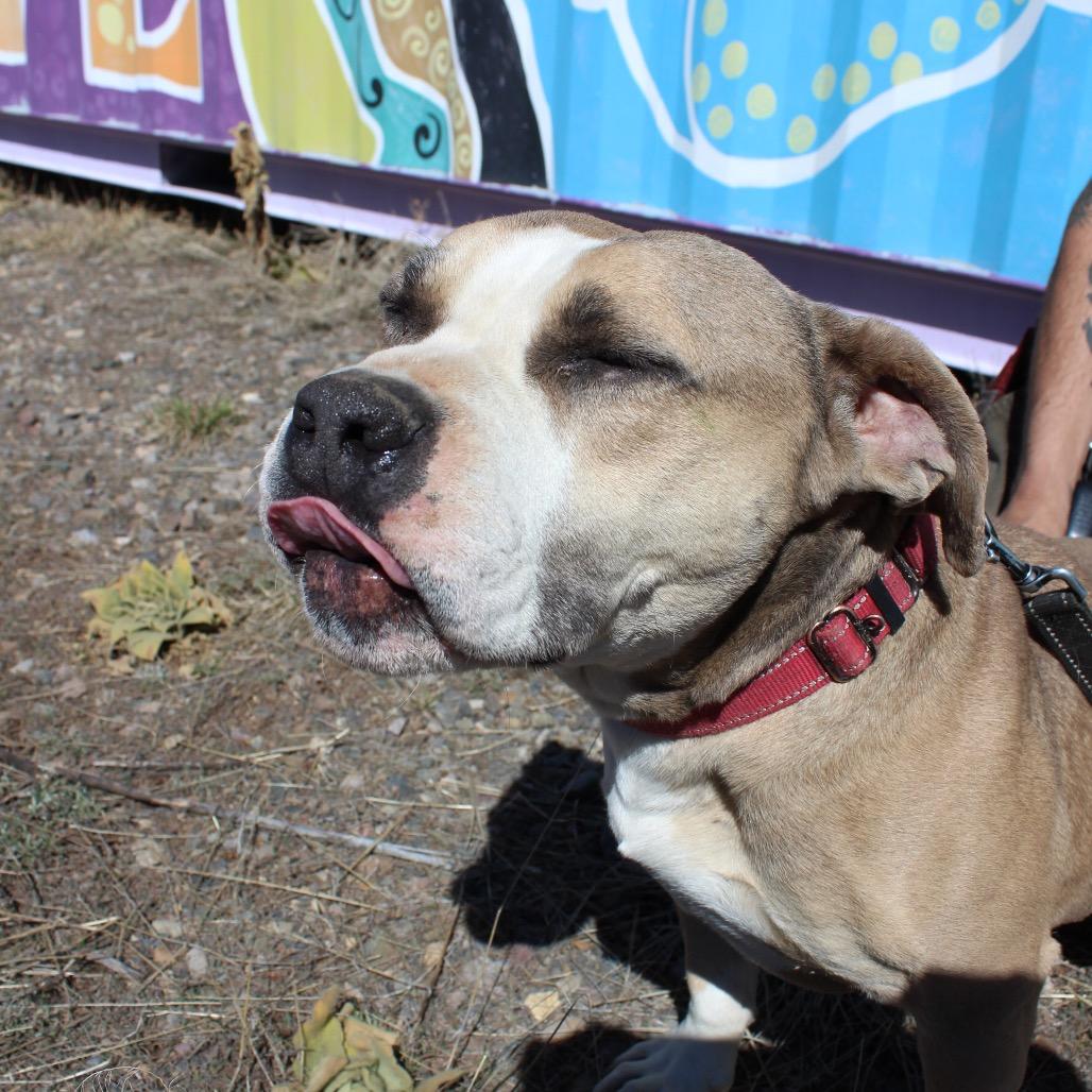 Enlarge SAMMY, a Adoptable American Bulldog in Pagosa Springs, CO image 4/5