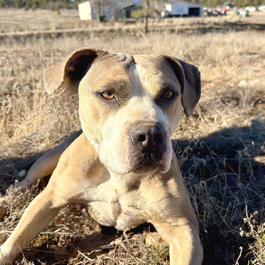 SAMMY, a Adoptable American Bulldog in Pagosa Springs, CO image 3/3