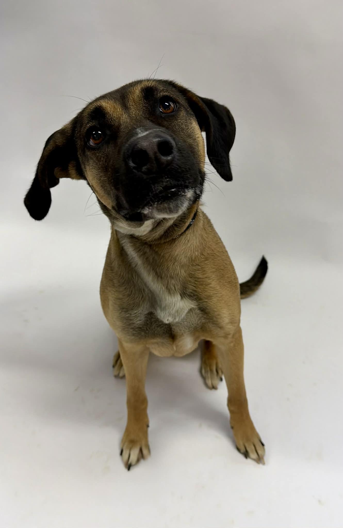 Enlarge Chloe, an adopted mixed breed in Shelbyville, KY image 3/3