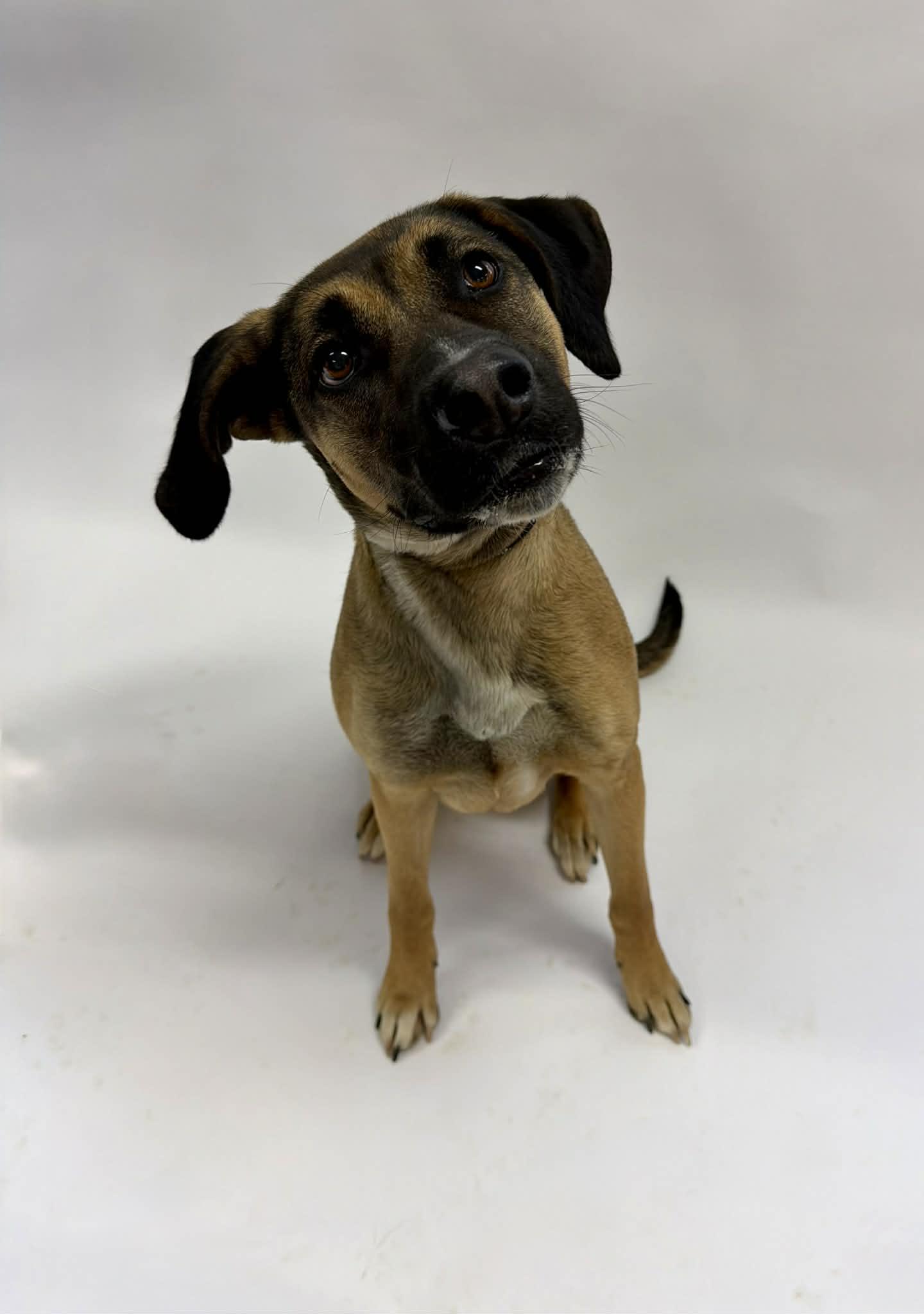 Enlarge Chloe, an adopted mixed breed in Shelbyville, KY image 1/3