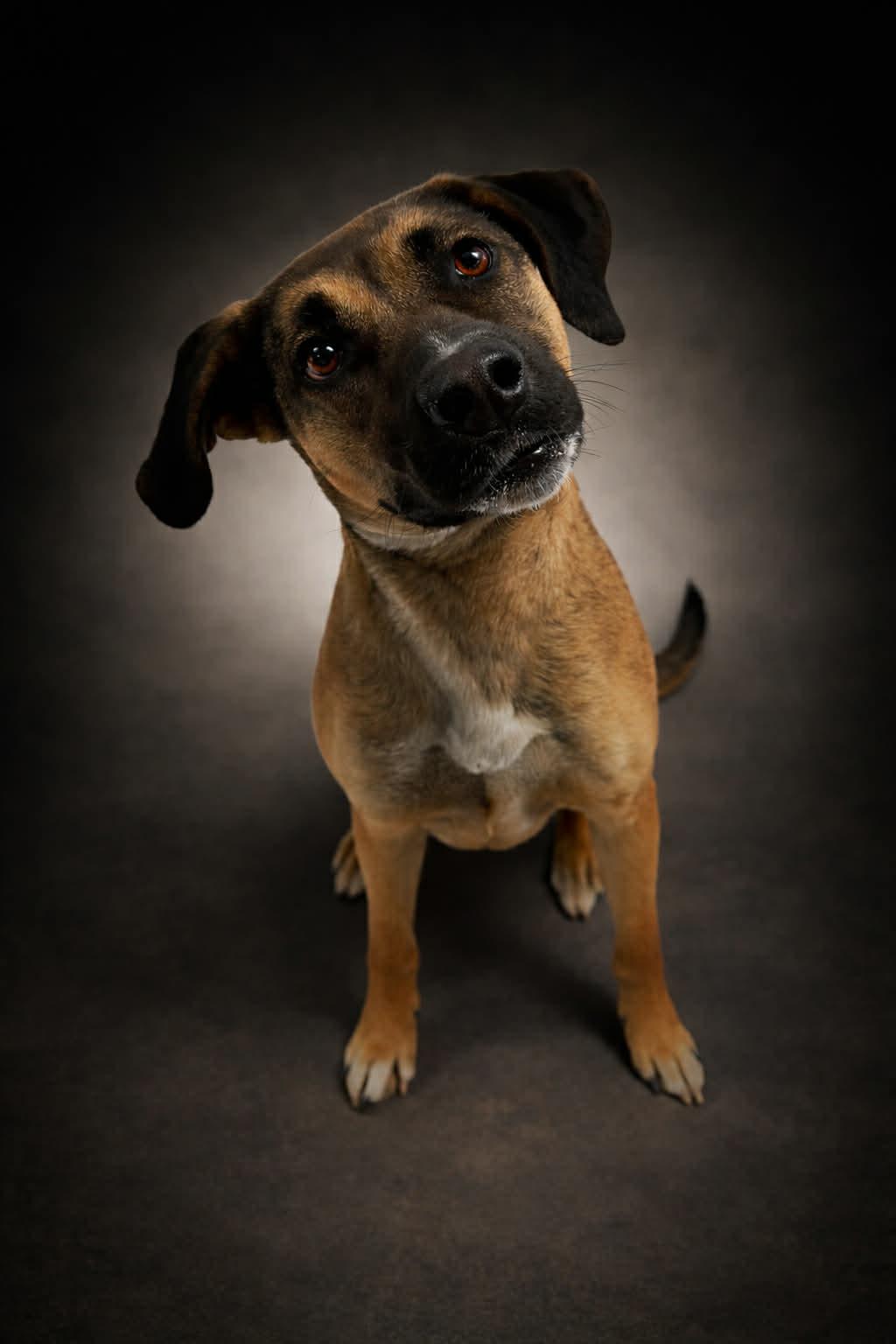 Enlarge Chloe, an adopted mixed breed in Shelbyville, KY image 2/3