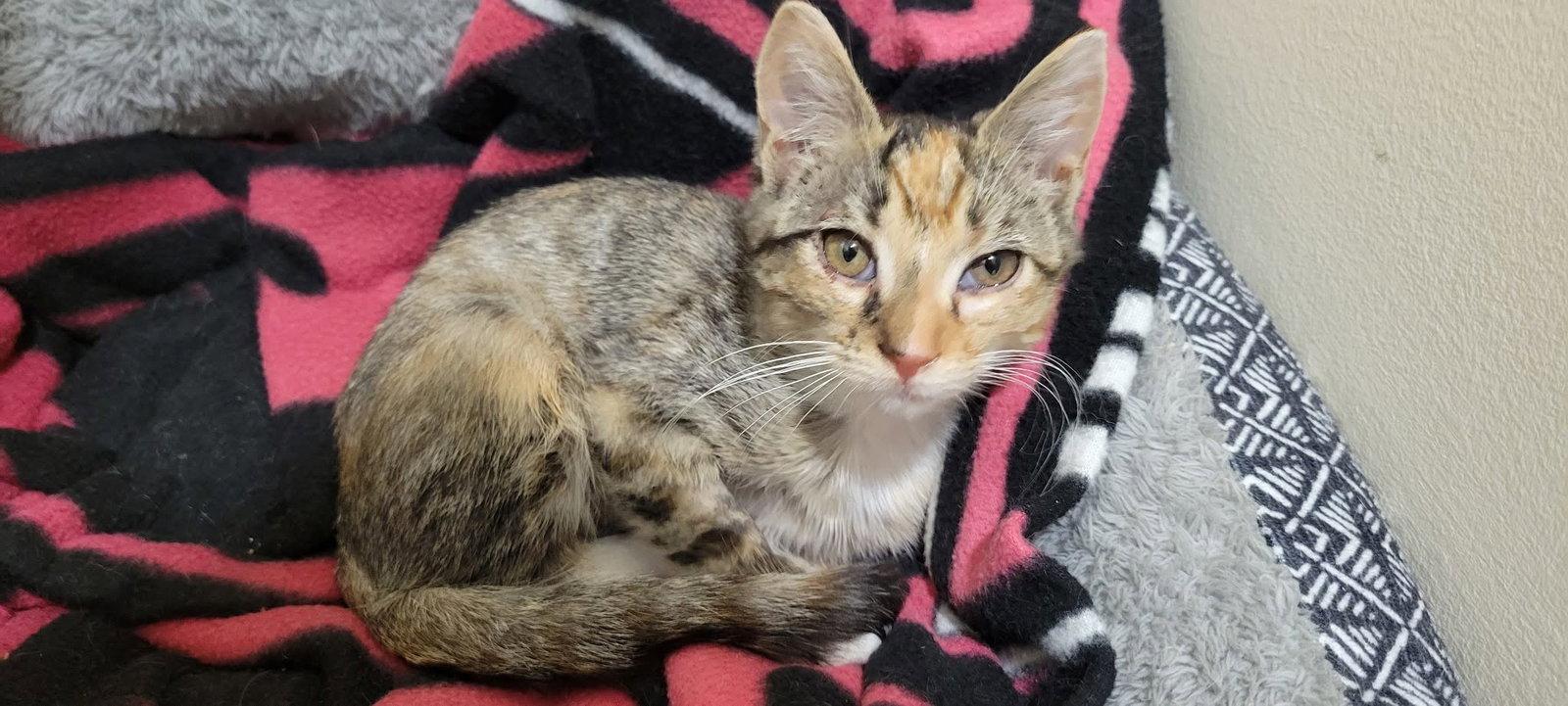 Kaylee, Adoptable, Young Female American Shorthair.