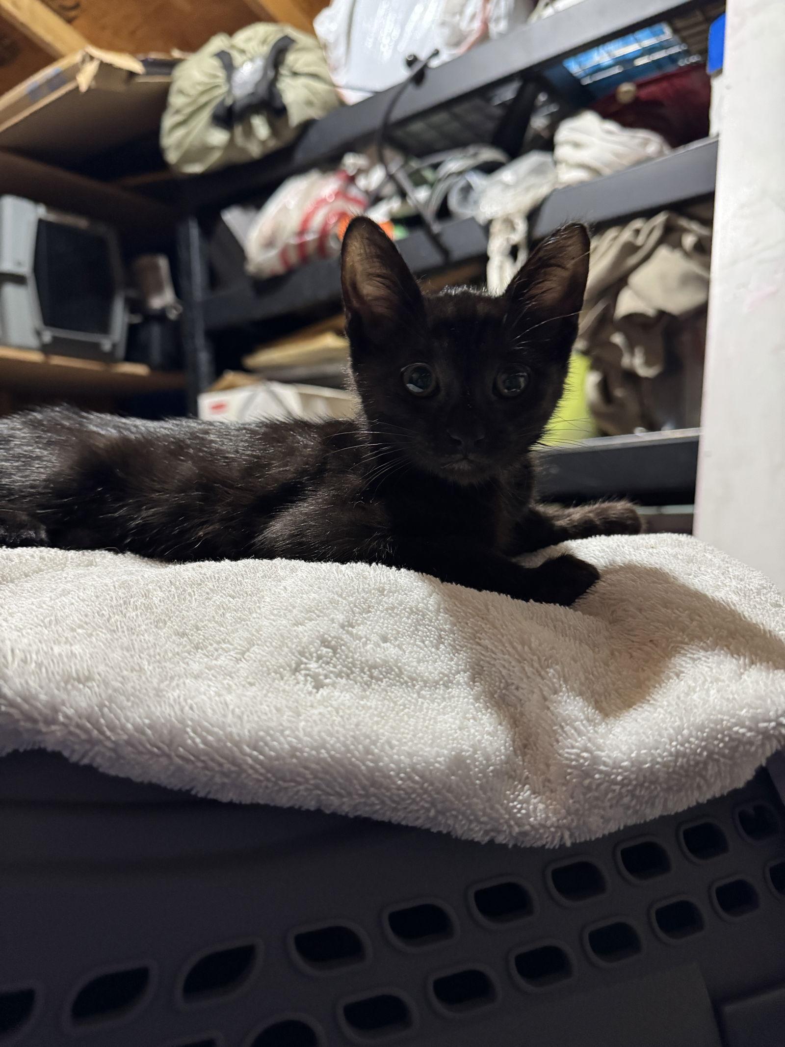 Lenny, Adoptable, Kitten Male Domestic Short Hair.