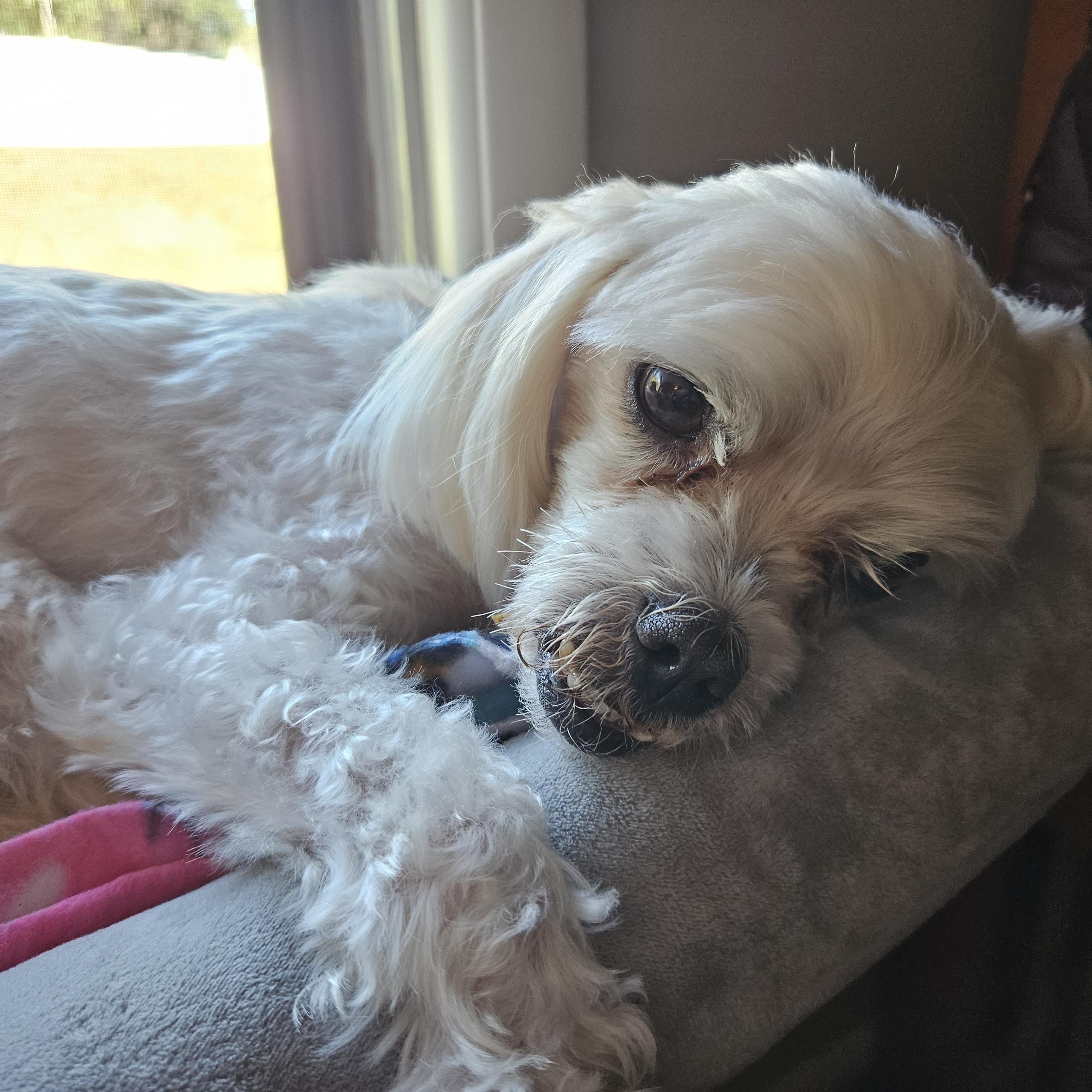 TOBYpending, Adoptable, Senior Male Shih Tzu & Maltese.