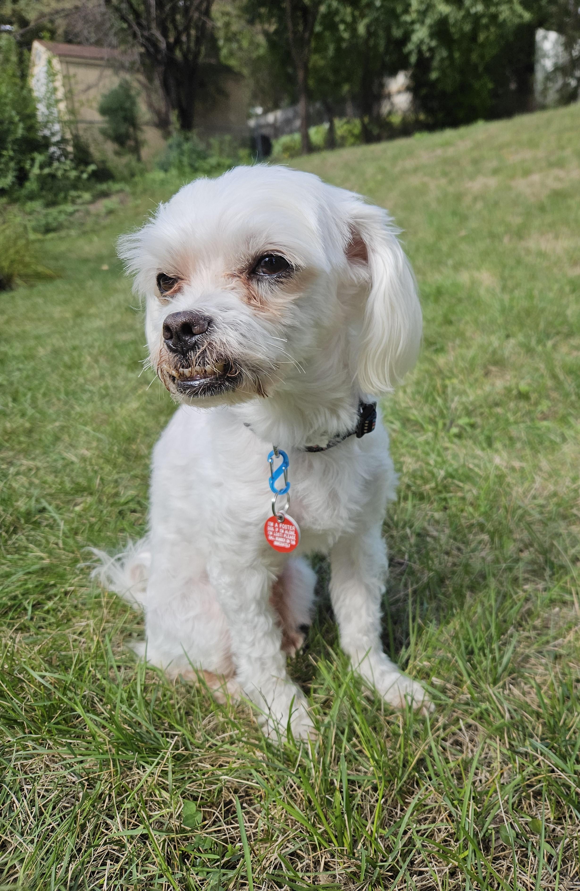 Enlarge TOBYpending, a Adoptable mixed breed in Eden Prairie, MN image 3/4