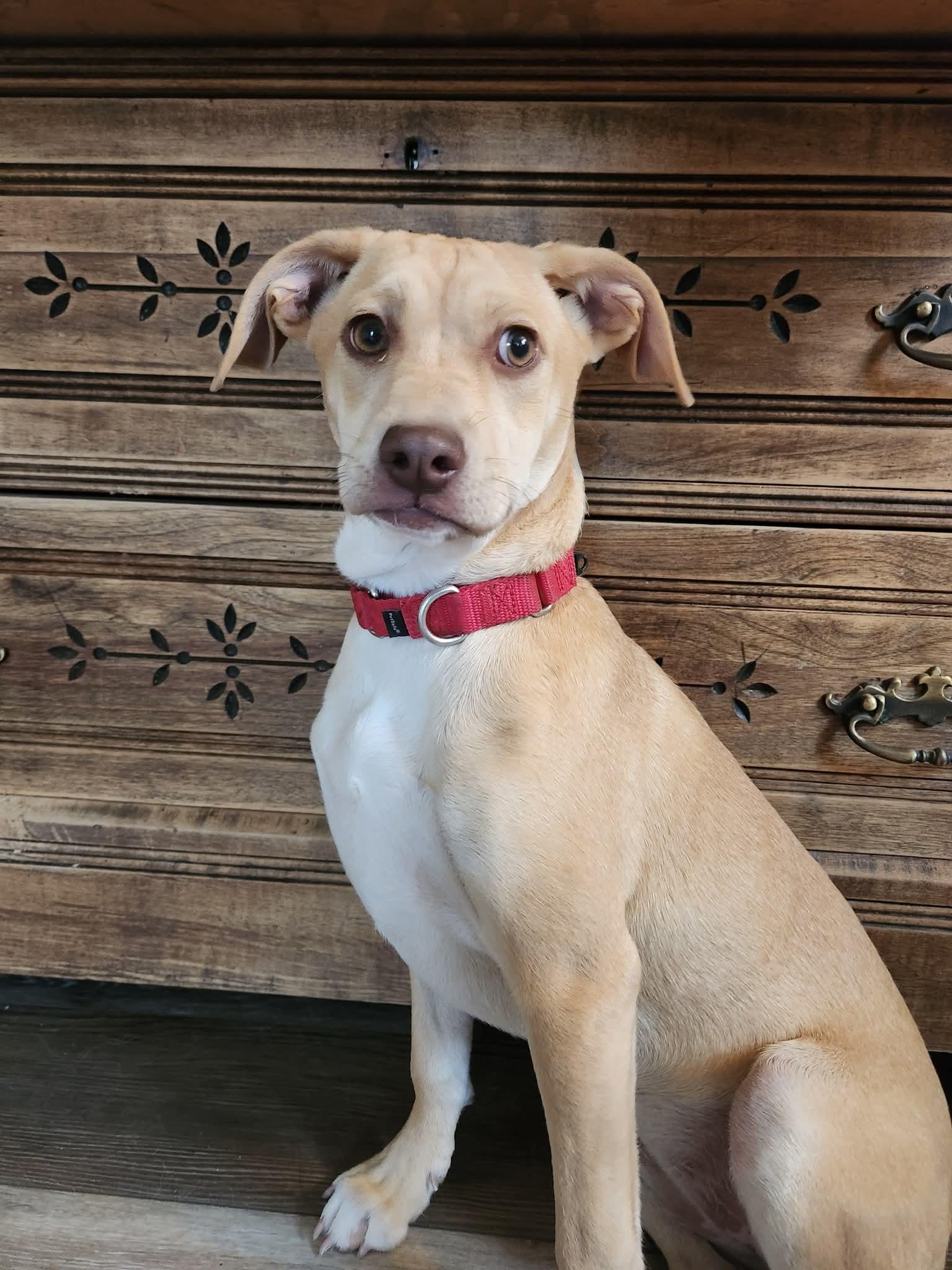 Twiggy, Adoptable, Puppy Female Terrier.
